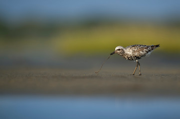 Black-bellied with a Worm