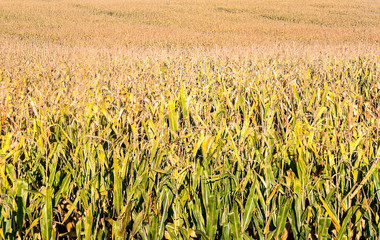 Fields cultivated in the north of Spain with the mountains in the background on a sunny day.
