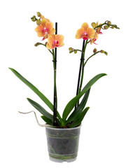 Fototapeta na wymiar orange orchid in pot isolated on white background