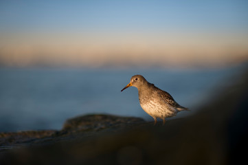 Curious Purple Sandpiper