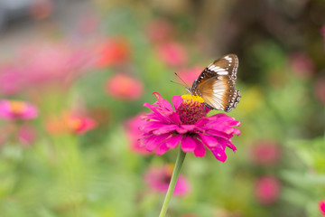 butterflies in a beautiful flower garden