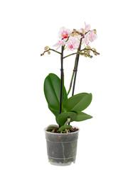 Fototapeta na wymiar white orchid in pot isolated on white background