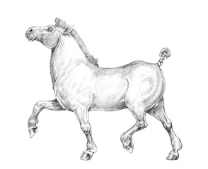 Thick funny horse.  Pencil drawing.