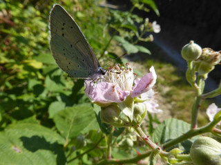 Schmetterlinge Deutschlands - Zwergbläuling