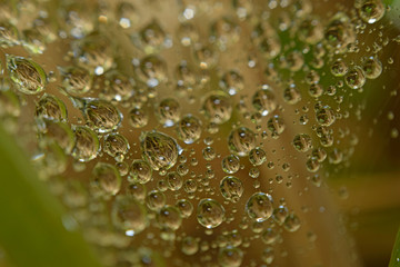 macro of dry grass in water drops caught in spider web