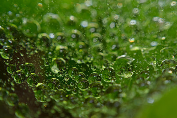 close up of lots of water drops on spider web