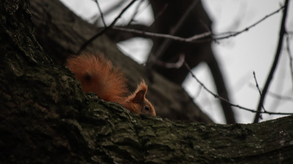 Squirrel on the branches of a tree