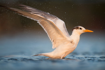 Sunset Royal Tern Bath