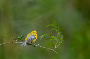 Blue-winged Through the Green