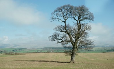 baum