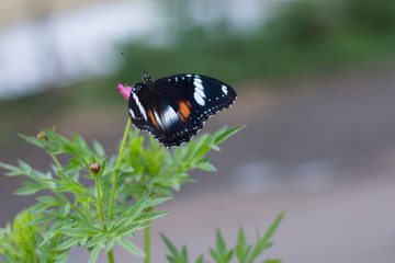 butterflies in a beautiful flower garden