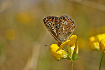 Schmetterling Deutschlands - Himmelblauer Bläuling