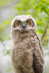 Obraz premium Owlet Stare
