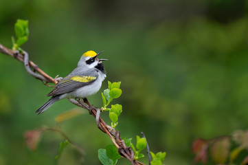 Golden-winged Singing