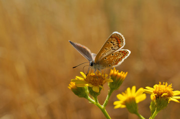 Schmetterling Deutschlands - Himmelblauer Bläuling