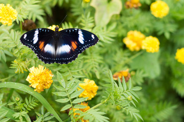 butterflies in a beautiful flower garden