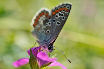 Schmetterling Deutschlands - Himmelblauer Bläuling