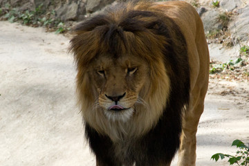 Lion walking on a summer day