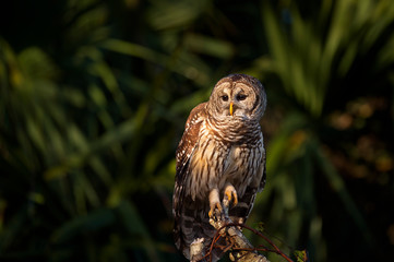 Barred Owl Portrait