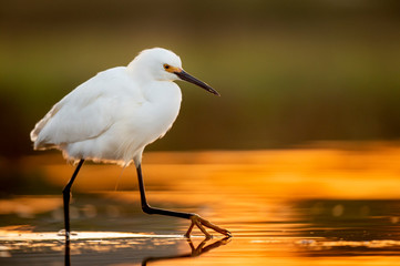 Snowy Egret Stepping