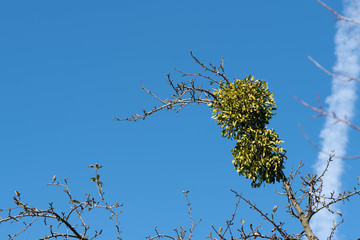 mistletoe on tree under blue sky. Mistletoe ball