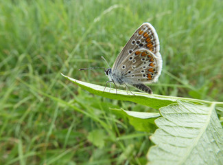 Schmetterling Deutschlands - Himmelblauer Bläuling