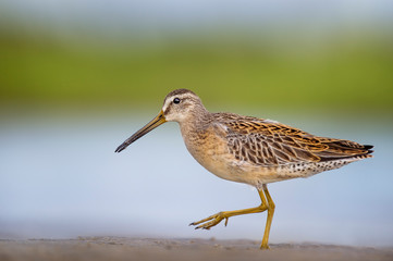 Walking Short-billed Dowitcher