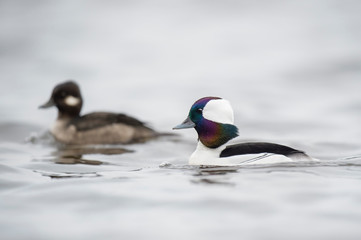 Bufflehead Pair