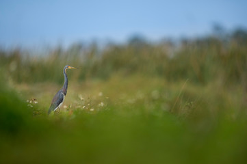 Scenic Tricolored Heron