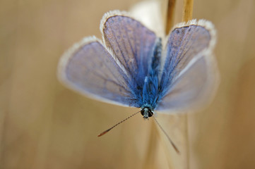Schmetterling Deutschlands - Himmelblauer Bläuling