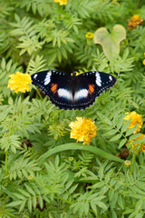 butterflies in a beautiful flower garden