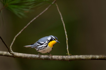 Yellow-throated Warbler framed