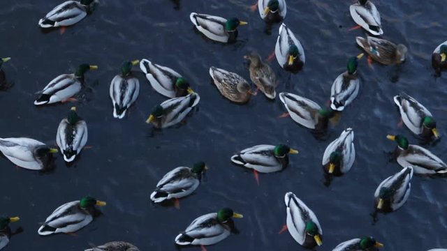 Flock wild ducks winter in cold water, top view