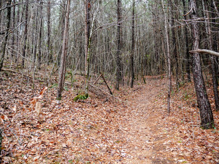 Obraz premium On the trail to Salt Creek Falls in the Talladega National Forest in Alabama, USA
