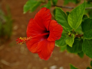 Roter Hibiskus