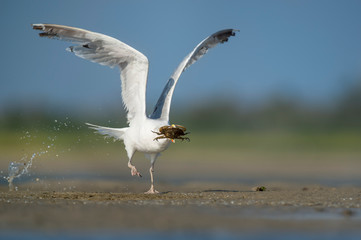 Herring Gull with a Crab