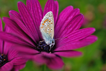 Schmetterling Deutschlands - Himmelblauer Bläuling