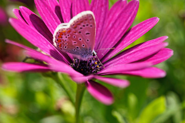 Schmetterling Deutschlands - Himmelblauer Bläuling