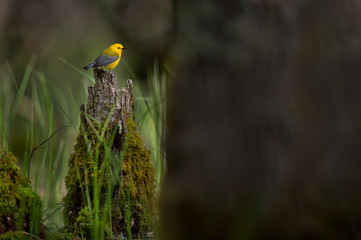 Prothonotary in the Swamp