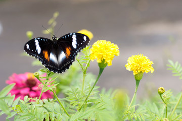 butterflies in a beautiful flower garden