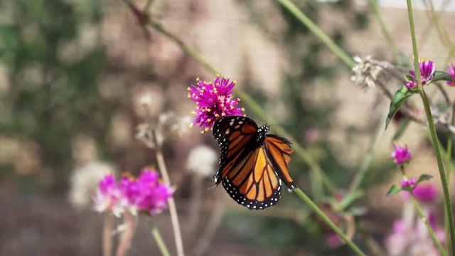HD. Slow Motion. Southern California Monarch Butterfly with Broken Wing can't fly, sits on blooming plant, tries to fly. Damaged forewing doesn't allow butterflies to fly. Blurred Background.