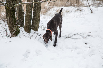 dog hunting in winter in the forest