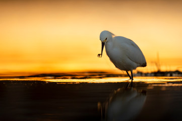 Snowy Egret with Shrimp