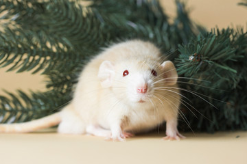 The rat is a symbol Of the new year 2020. Decorative Rat breed Husky sits on the branches of an artificial Christmas tree