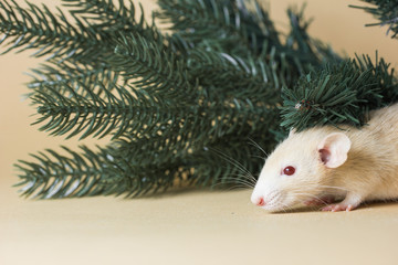 The rat is a symbol Of the new year 2020. Decorative Rat breed Husky sits on the branches of an artificial Christmas tree