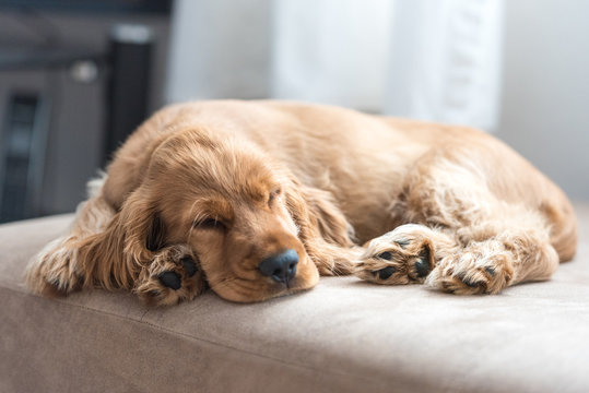 3 Month Old Cocker Spaniel Sleeping - Powered by Adobe