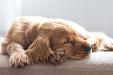 3 Month Old Cocker Spaniel Sleeping