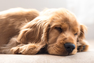 3 Month Old Cocker Spaniel Sleeping