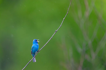 Obraz premium Indigo Bunting Singing in the Rain