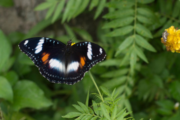 butterflies in a beautiful flower garden